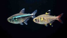 Underrated freshwater fish showing natural scale armor contrasting with delicate retail showroom fish in a community aquarium.