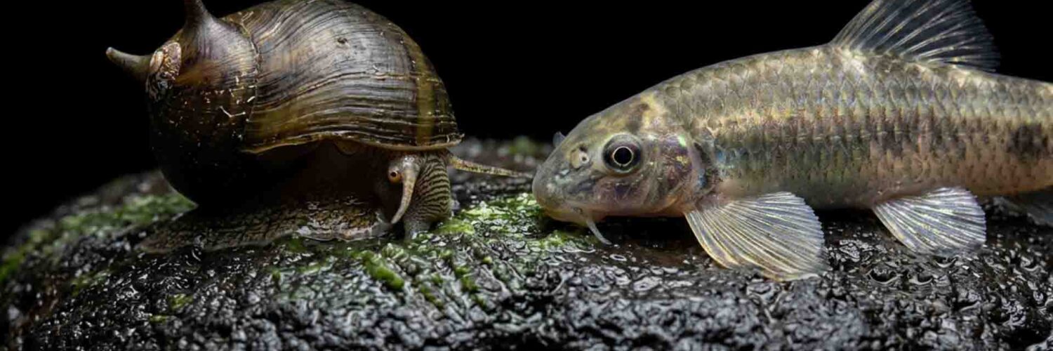 Horned nerite snail and panda garra grazing biofilm on dark stone in a planted freshwater aquarium (freshwater clean up crew)