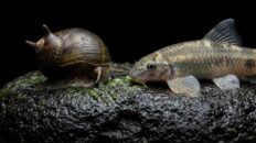 Horned nerite snail and panda garra grazing biofilm on dark stone in a planted freshwater aquarium (freshwater clean up crew)