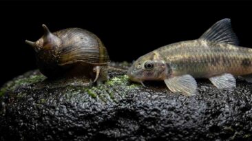 Underrated Freshwater Clean Up Crew: 10 Real Cleaners That Actually Work Horned nerite snail and panda garra grazing biofilm on dark stone in a planted freshwater aquarium (freshwater clean up crew)