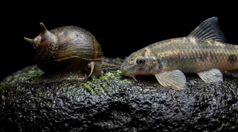 Horned nerite snail and panda garra grazing biofilm on dark stone in a planted freshwater aquarium (freshwater clean up crew)