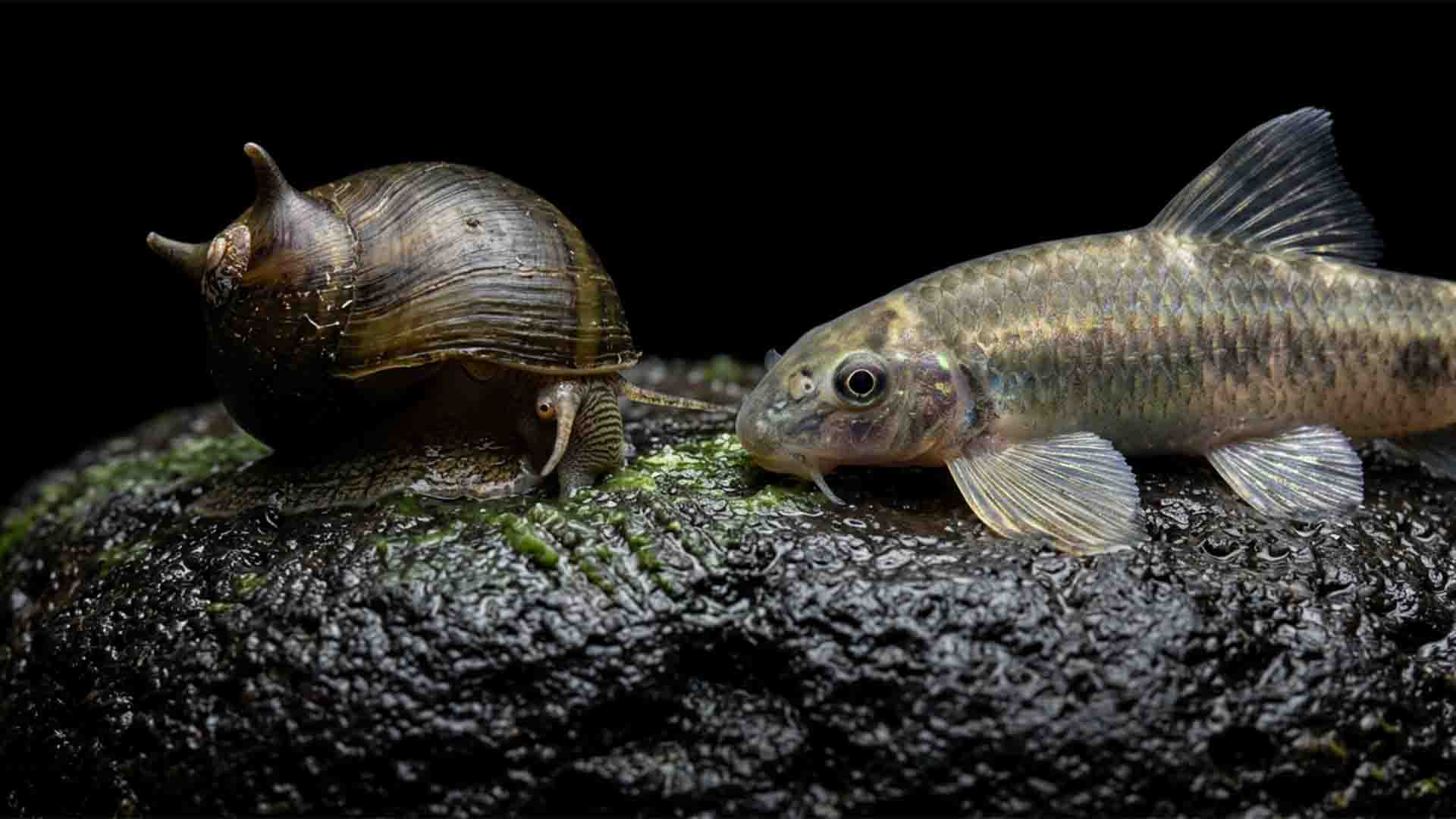 Underrated Freshwater Clean Up Crew: 10 Real Cleaners That Actually Work Horned nerite snail and panda garra grazing biofilm on dark stone in a planted freshwater aquarium