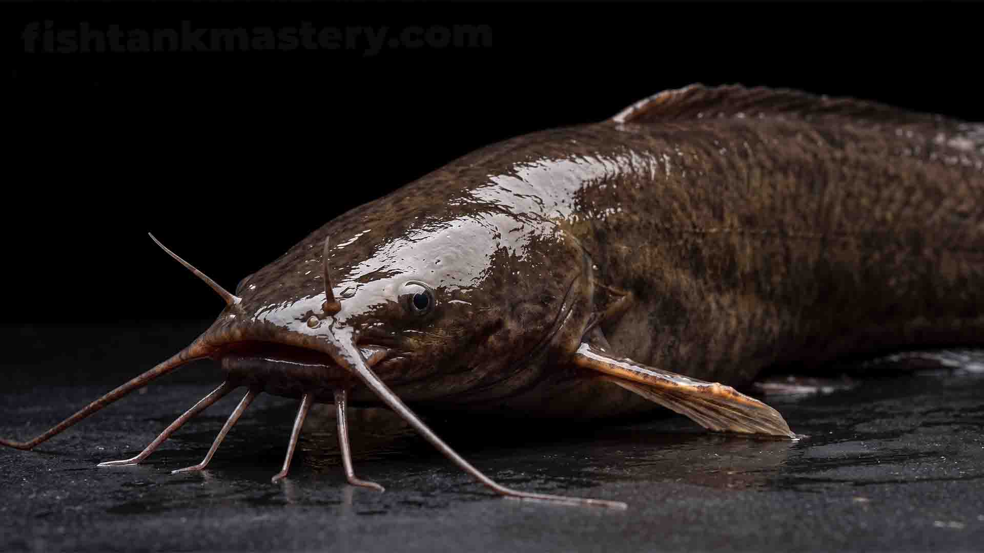 Walking Catfish Clarias batrachus showing sensory barbels and armored pectoral spines on black background