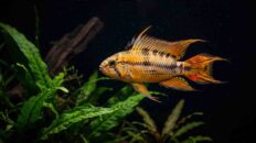 10 Little-Known Aquarium Fish That Thrive Alone (Stop Forcing Schools) Solitary centerpiece aquarium fish swimming peacefully in a planted freshwater tank without schooling stress. 10 aquarium fish that thrive alone