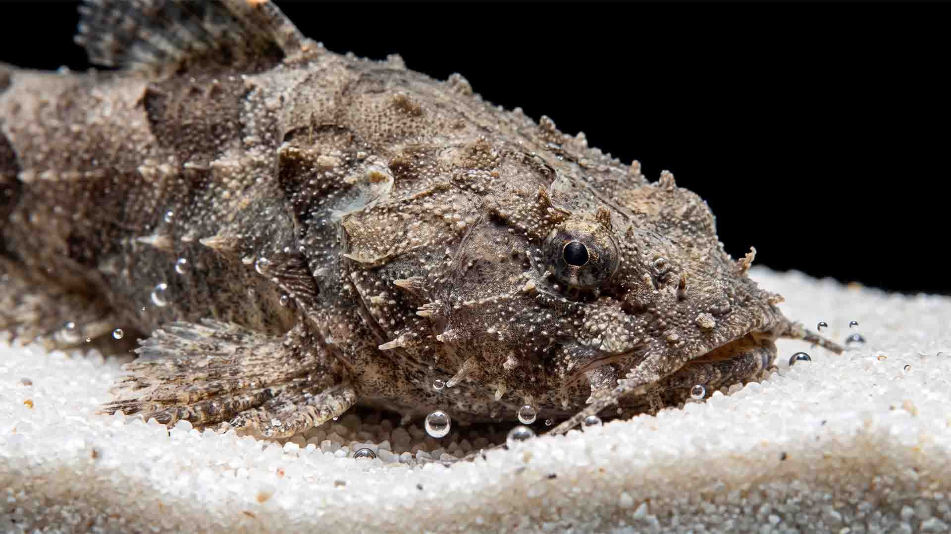 Banjo catfish burrowing into fine aquarium sand substrate to prevent toxic hydrogen sulfide gas pockets.