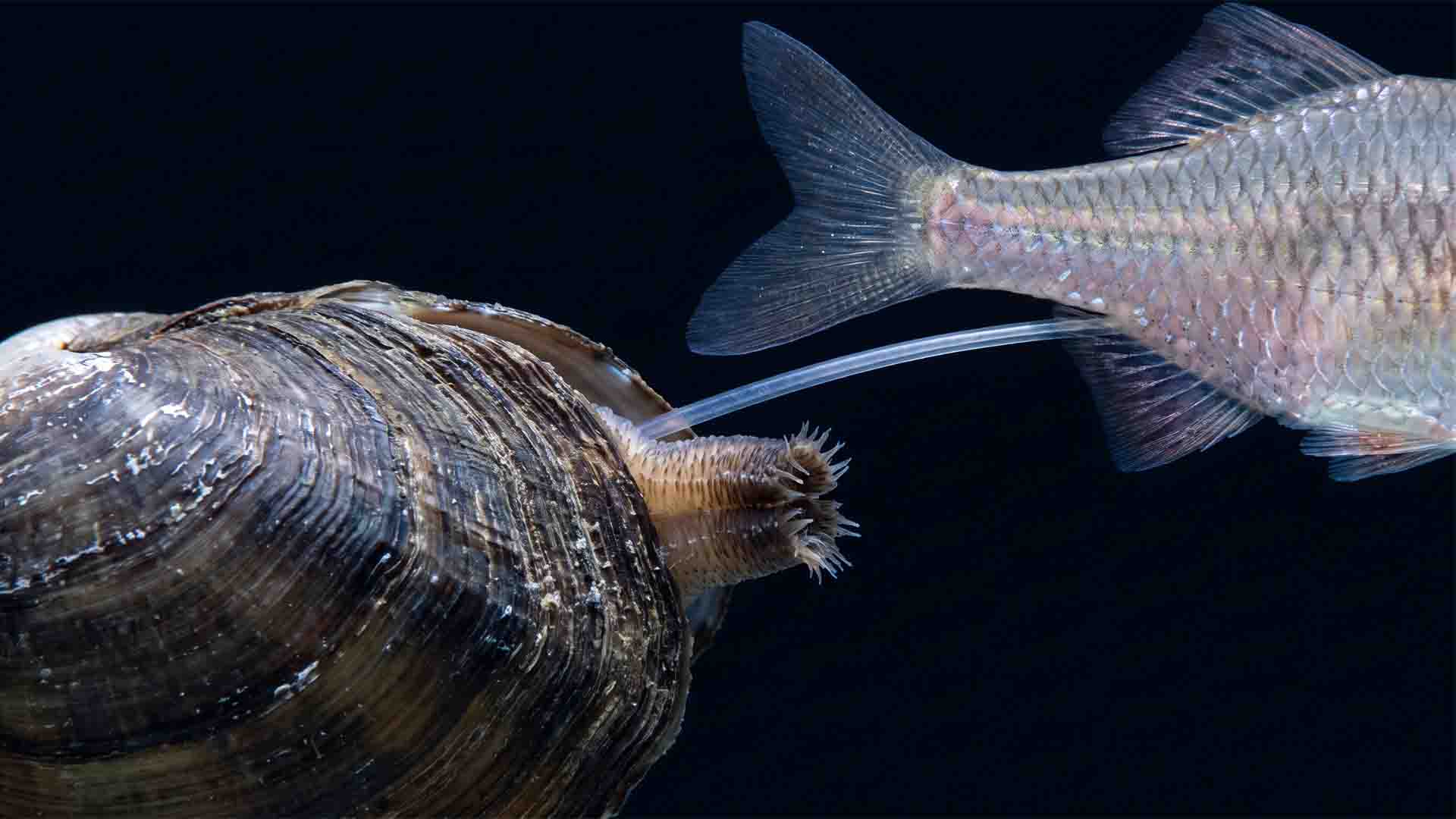 Female Bitterling Rhodeus sericeus extending long ovipositor toward native freshwater mussel gills