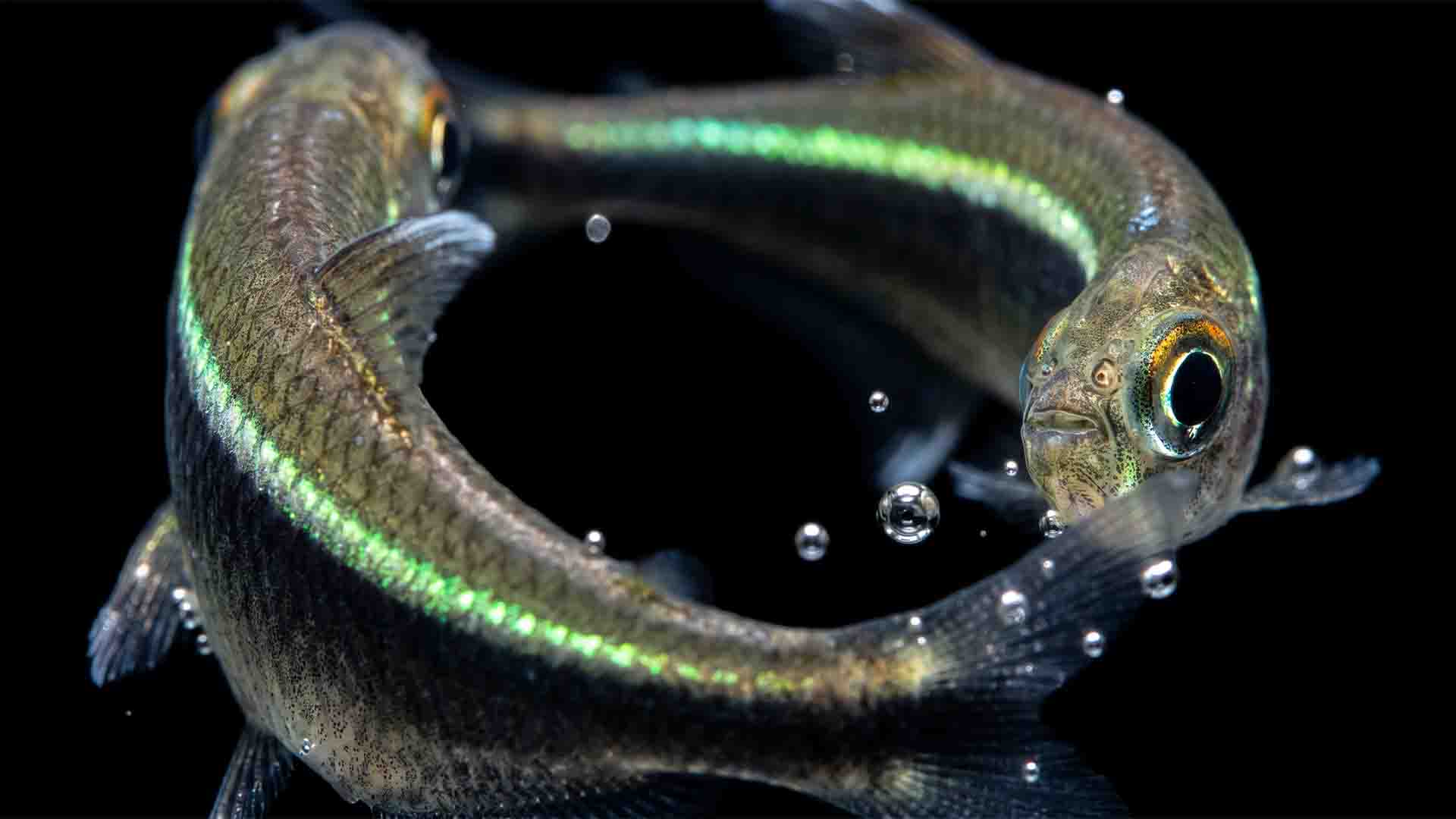 Macro shot of a Black Neon Tetra highlighting cephalic lateral line mechanoreceptors used to detect predatory strikes in dark aquariums