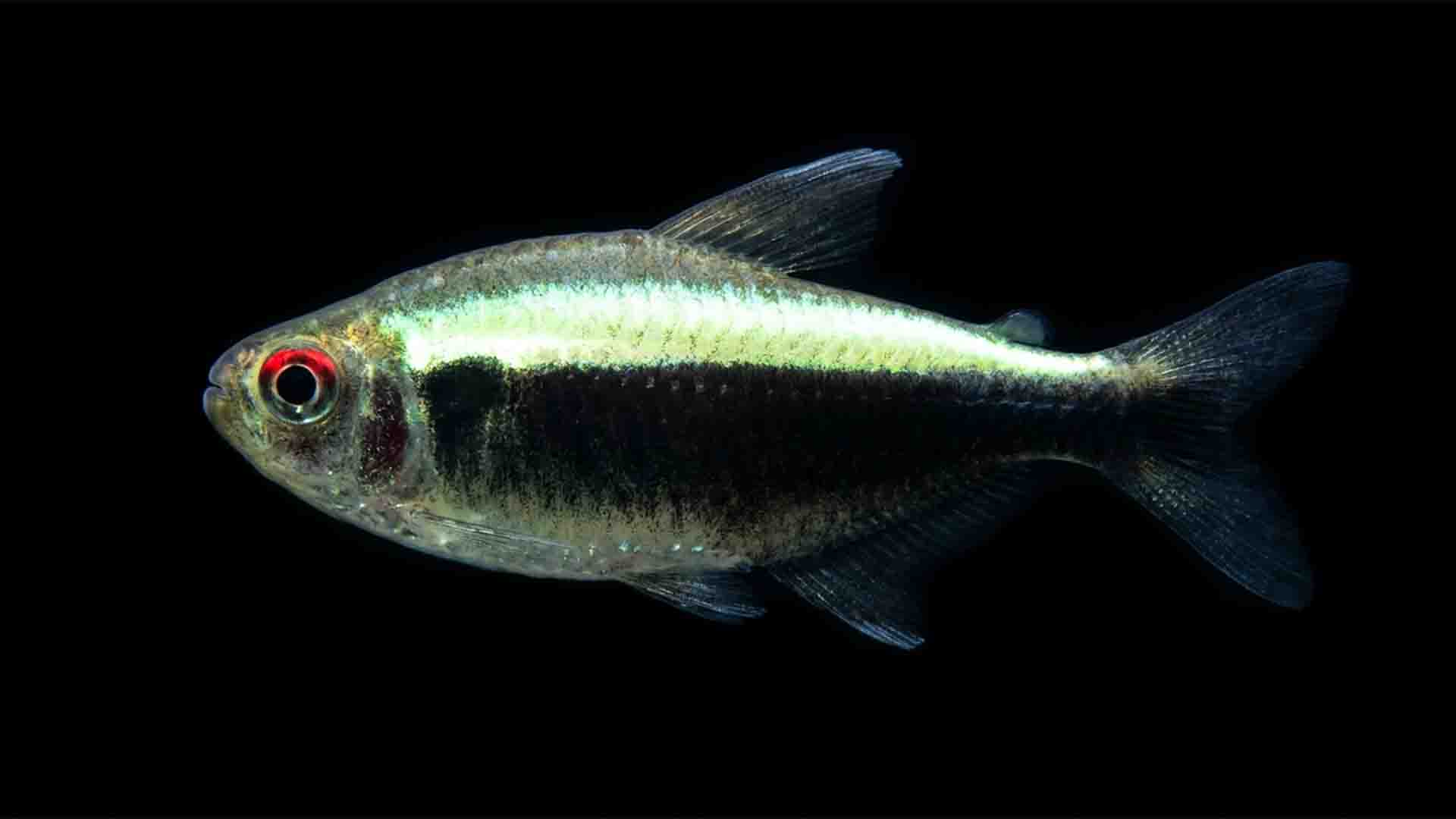Black Neon Tetra (Hyphessobrycon herbertaxelrodi) exhibiting deep muscular flank and ancestral wild-type vigor