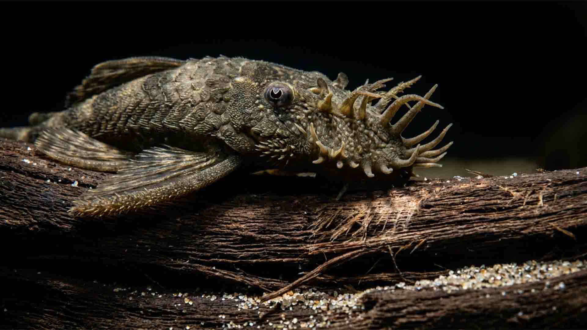 Bristlenose pleco (Ancistrus cirrhosus) rasping biofilm and organic lignin from natural Malaysian driftwood