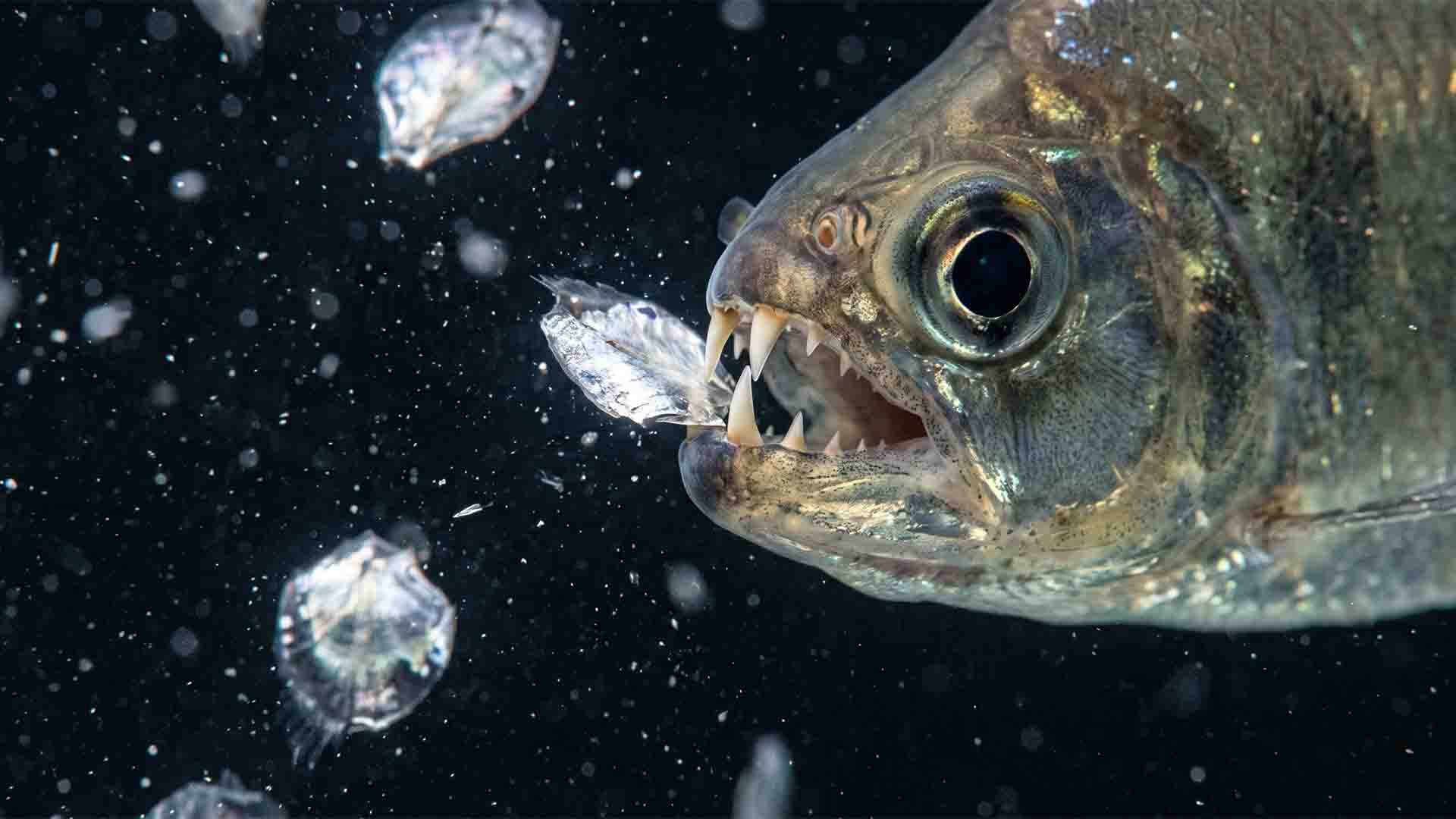 Bucktooth tetra Exodon paradoxus biting fish scales showing specialized lepidophagy dentition