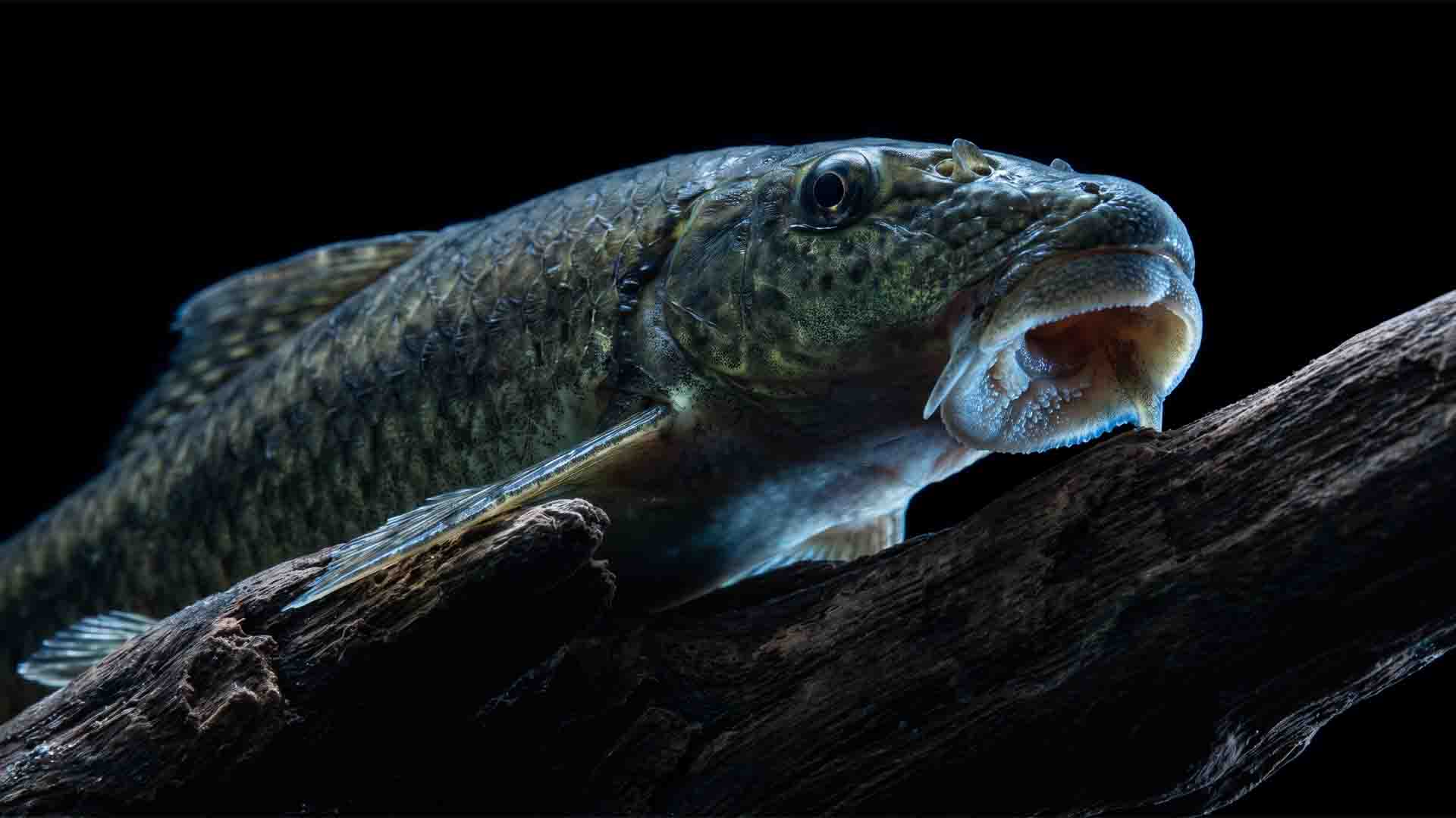 Macro shot of an adult Chinese Algae Eater displaying territorial sucker mouth anatomy on aquarium driftwood