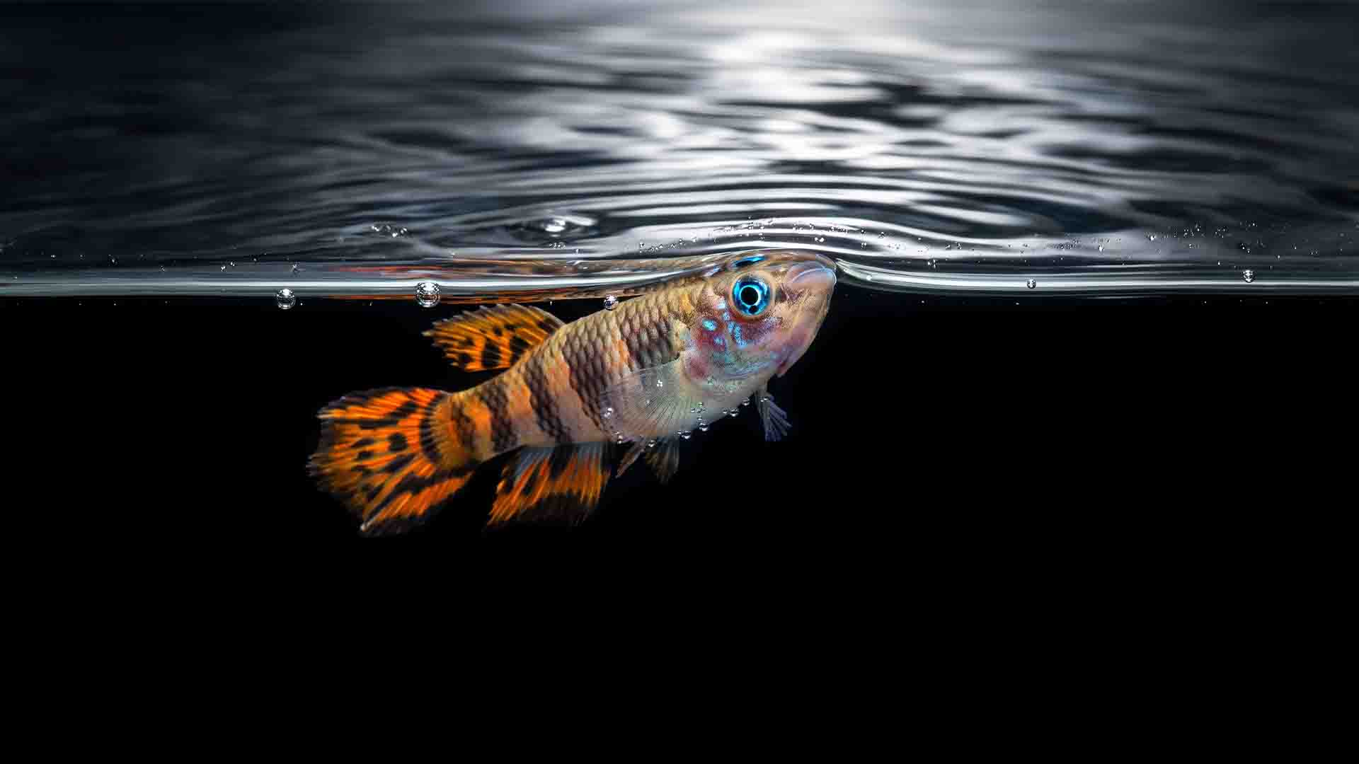Macro view of a Clown Killifish locked to the aquarium water surface tension meniscus, evading midwater cichlid predators