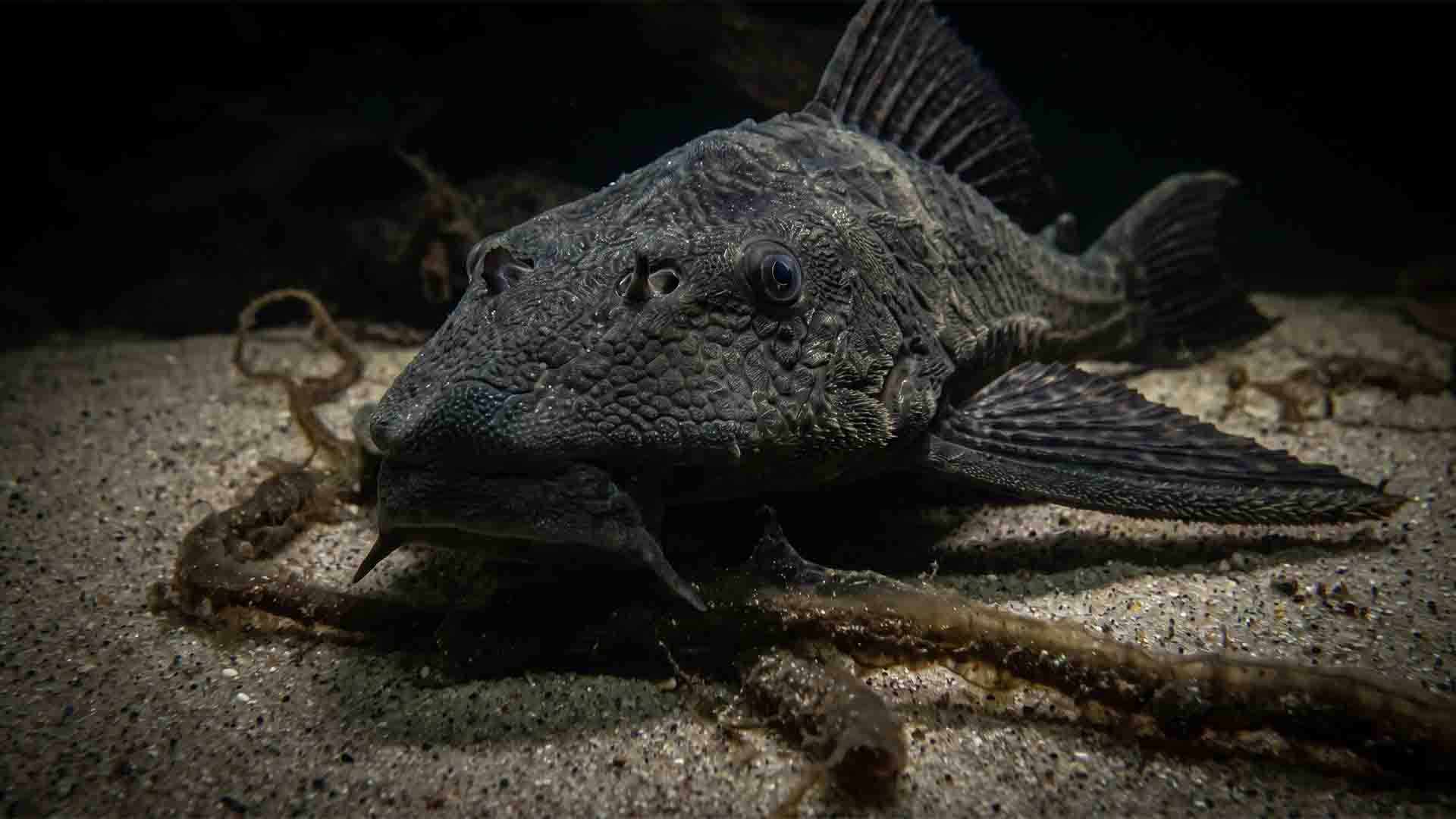 Adult common pleco Hypostomus plecostomus outgrowing home aquarium producing organic waste