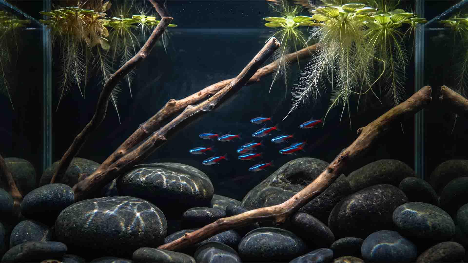 How to Clear Cloudy Aquarium Water (10-Step Fix) Flawless crystal clear planted freshwater aquarium with mature beneficial bacteria biofilms and zero water haze