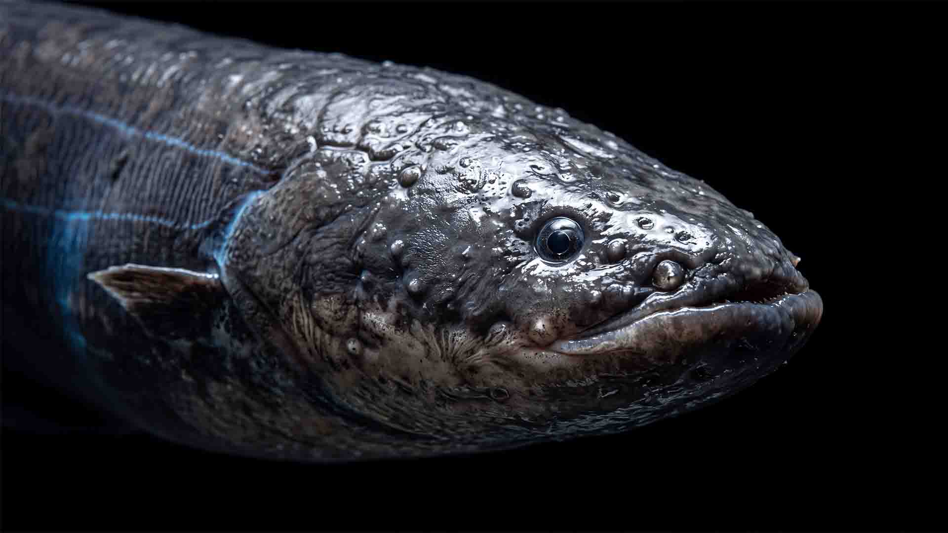 Illegal Fish to Own in the US: 10 Banned Species Electric eel Electrophorus voltai showing head morphology and lateral electrocyte columns
