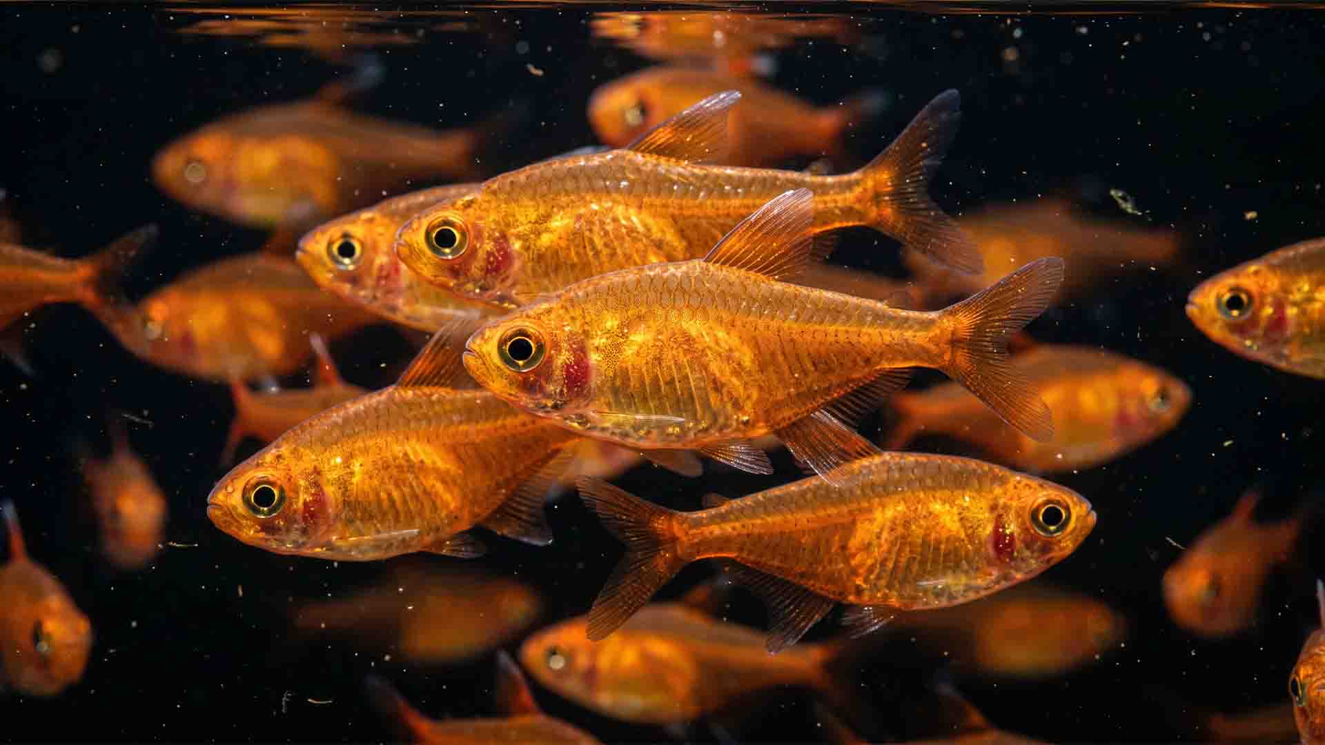 School of vibrant orange ember tetras swimming in formation in a low-bioload freshwater aquarium