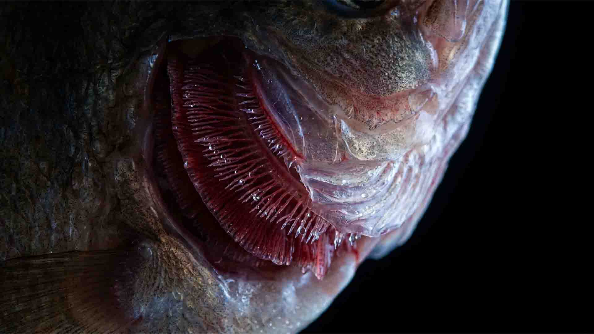 Extreme macro view of freshwater teleost branchial gill lamellae illustrating cellular osmoregulatory stress from water chemistry swings