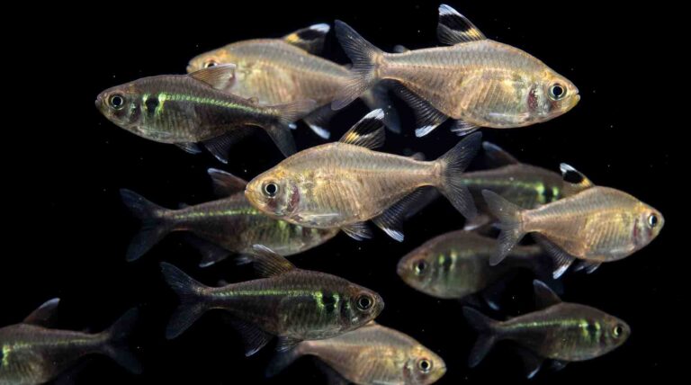 Hardy beginner aquarium fish displaying dense scale armor and active schooling dynamics in a freshwater aquarium.