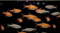 Hardy Beginner Fish: 10 Species That Won't Die Ten hardy beginner fish species swimming in a mature planted freshwater aquarium against a dark background