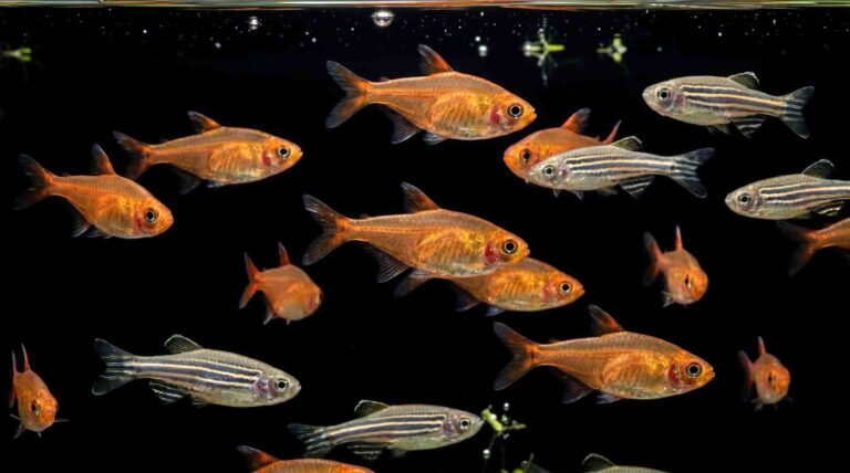 Ten hardy beginner fish species swimming in a mature planted freshwater aquarium against a dark background