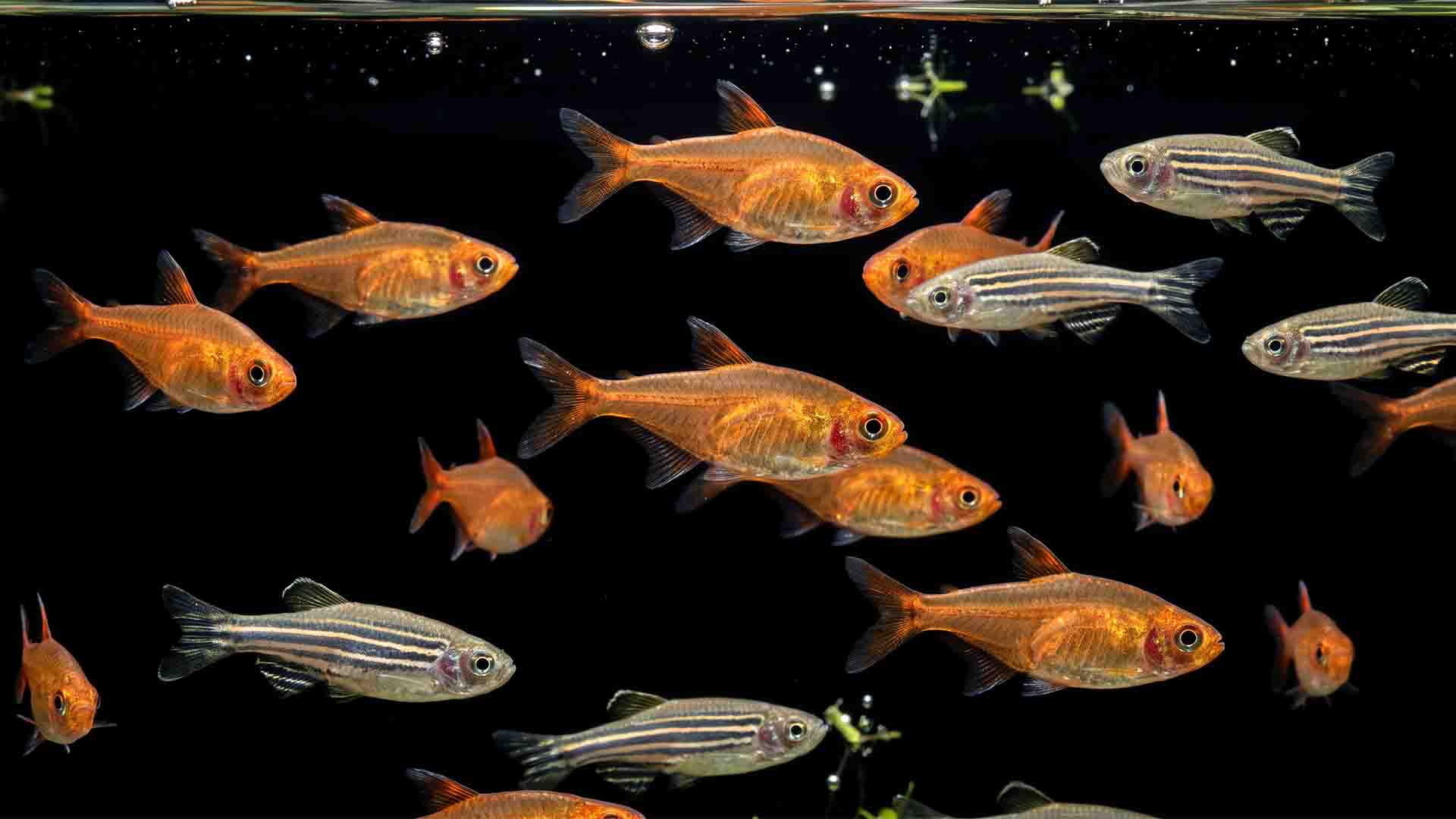 Ten hardy beginner fish species swimming in a mature planted freshwater aquarium against a dark background