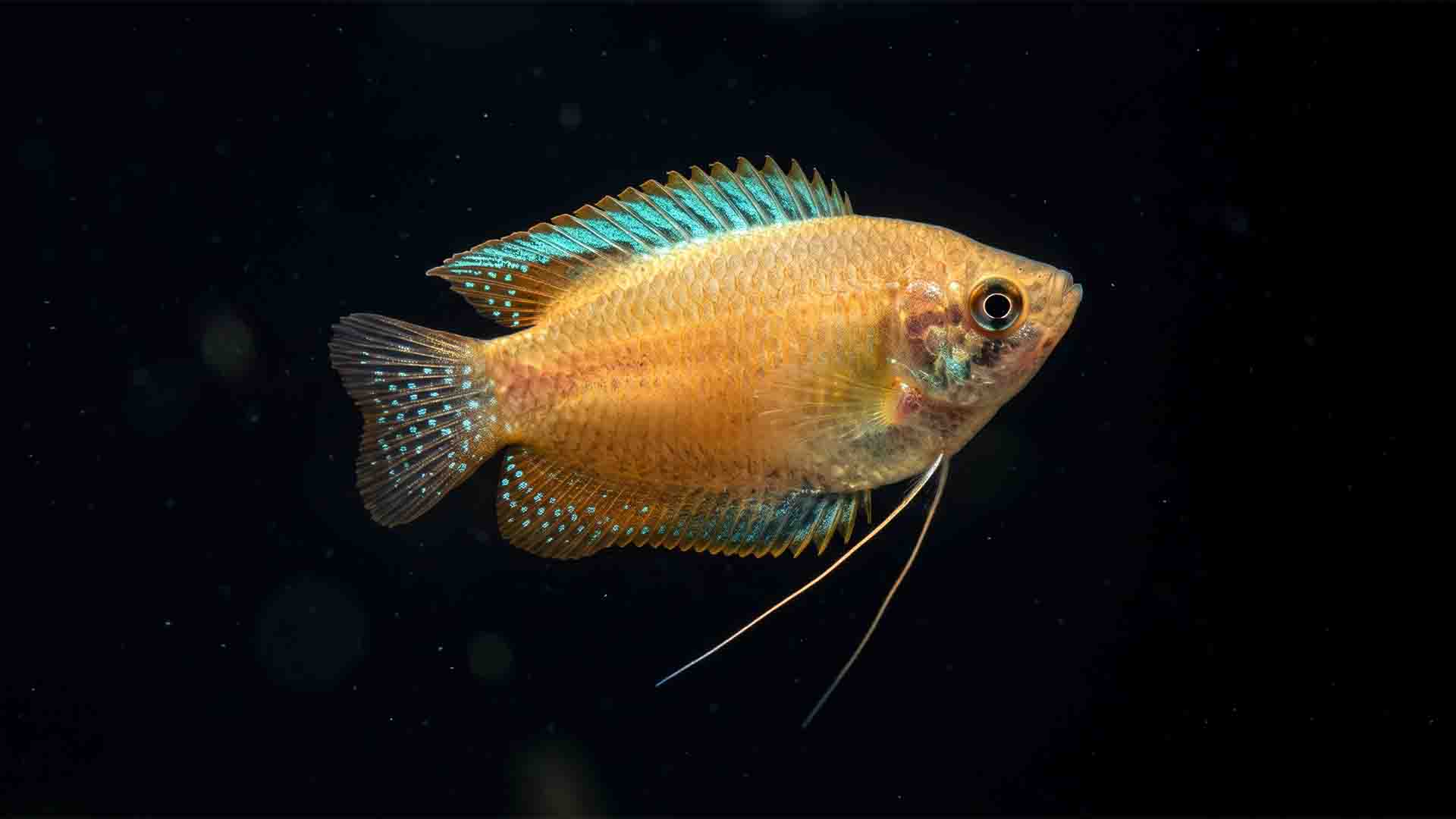 Male honey gourami displaying rich amber coloration and modified pelvic feeler fins