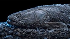 10 Illegal Aquarium Fish Legal in the US but Banned in the UK 10 illegal aquarium fish legal in US but banned in UK under DEFRA biosecurity laws (Illegal Aquarium Fish: Legal in US, Banned in UK)