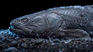 10 Illegal Aquarium Fish Legal in the US but Banned in the UK 10 illegal aquarium fish legal in US but banned in UK under DEFRA biosecurity laws (Illegal Aquarium Fish: Legal in US, Banned in UK)