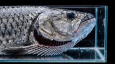 Illegal Fish to Own in the US: 10 Banned Species Illegal fish to own in the US seized under federal Lacey Act and state wildlife codes