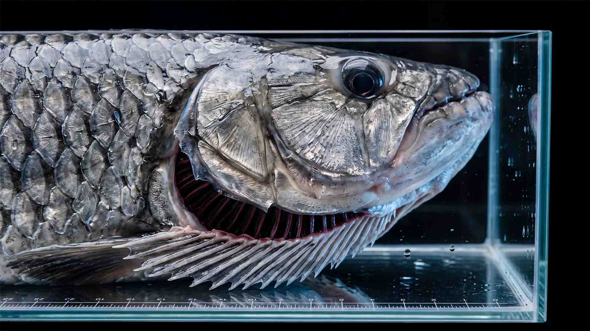 Illegal Fish to Own in the US: 10 Banned Species Illegal fish to own in the US seized under federal Lacey Act and state wildlife codes