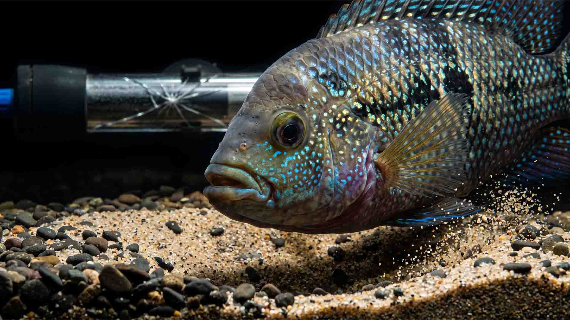 Adult Jack Dempsey cichlid excavating gravel substrate next to a cracked aquarium heater