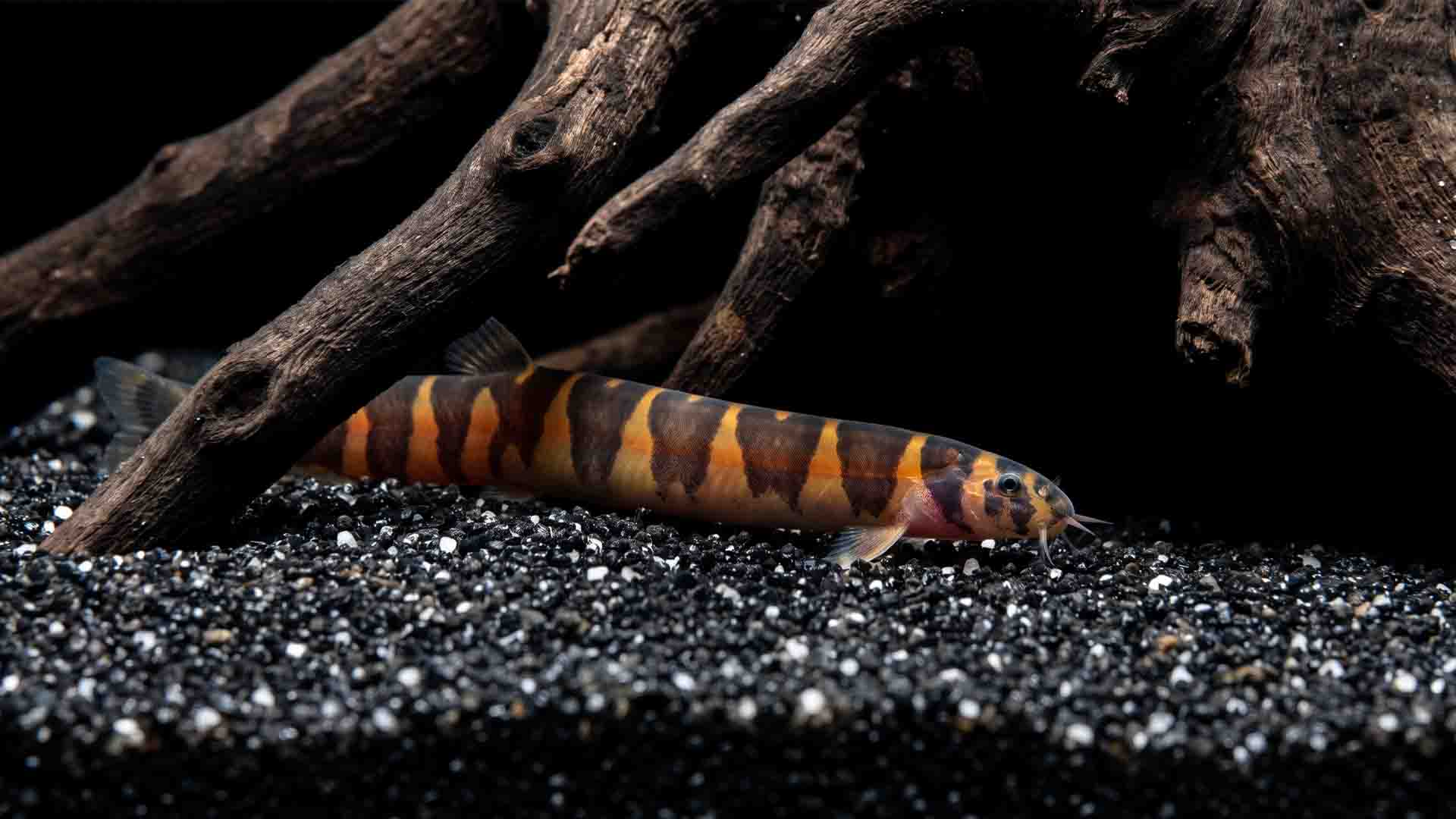 Banded Kuhli Loach burrowing into fine quartz sand substrate beneath driftwood to evade nocturnal tank predators