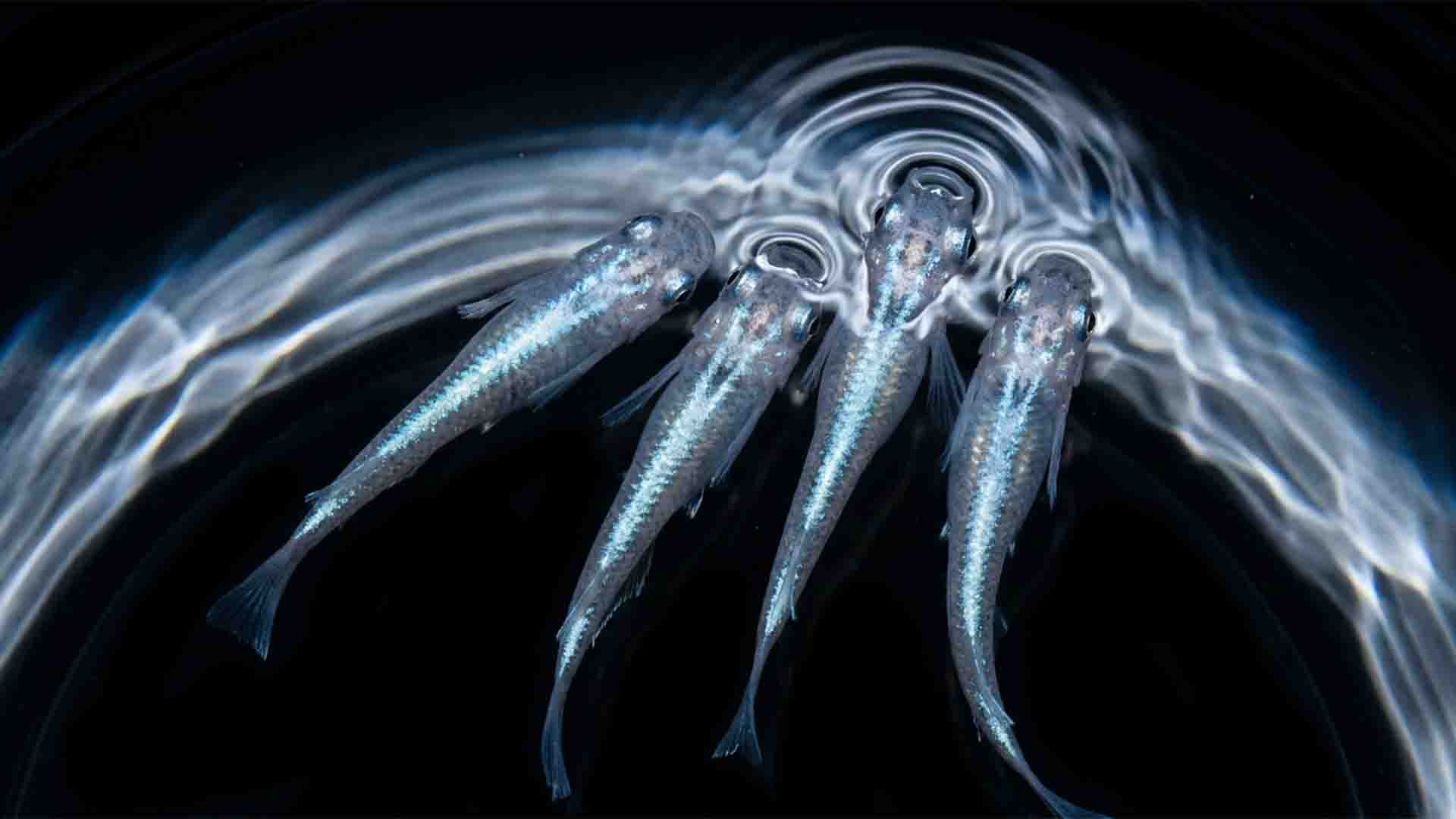 Platinum Japanese Medaka ricefish (Oryzias latipes) skimming the surface tension in an unheated coldwater aquarium