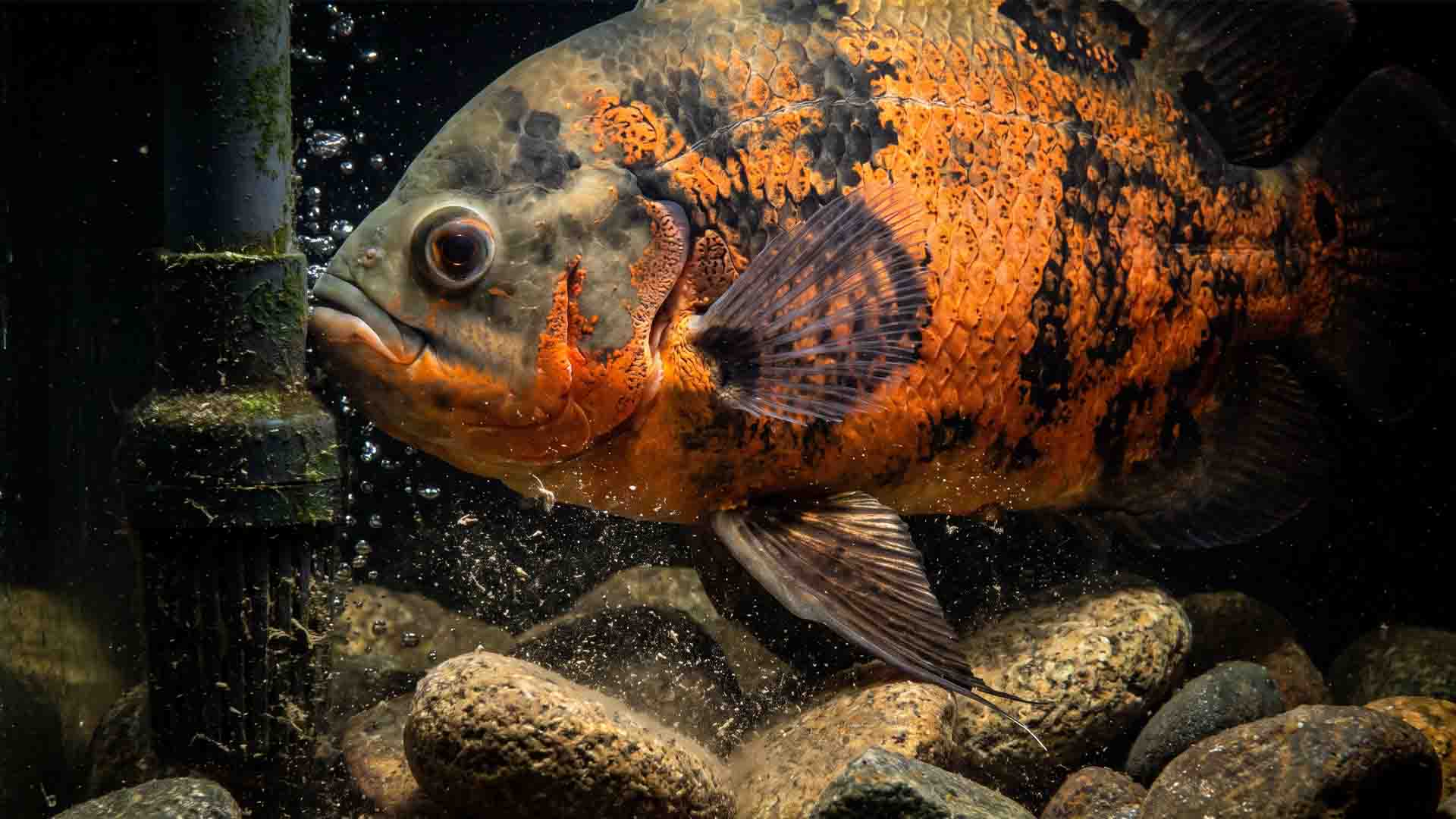 Adult Oscar fish Astronotus ocellatus uprooting equipment and causing massive bioload in aquarium
