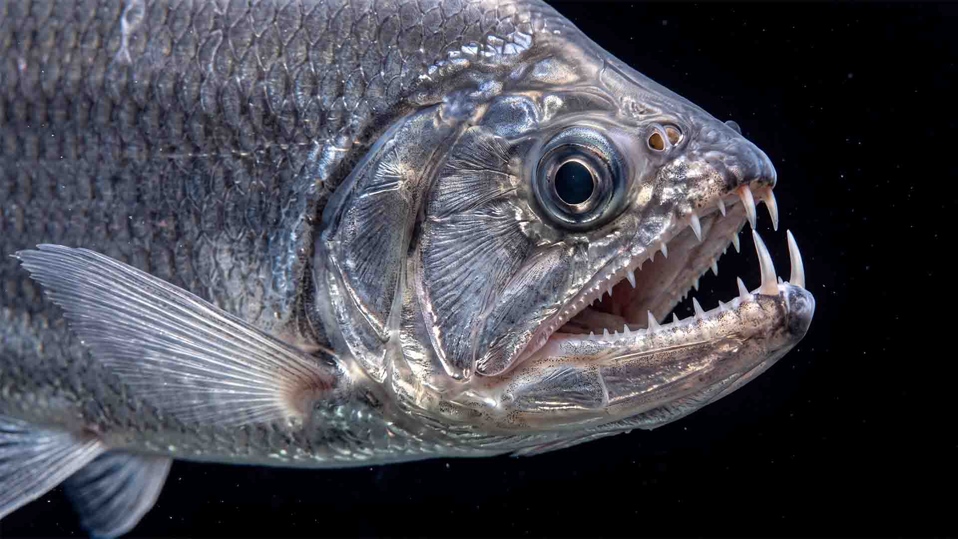 Illegal Fish to Own in the US: 10 Banned Species Payara Hydrolycus armatus displaying hypertrophied lower fangs, illegal to own in Texas under TPWD Chapter 57