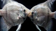 Nano Fish for Predator Tanks: 10 Species That Survive Macro comparison of adult Angelfish mouth gape size versus deep-bodied Harlequin Rasbora dorsoventral depth in a freshwater aquarium. Nano Fish for Predator Tanks: 10 Species That Outsmart