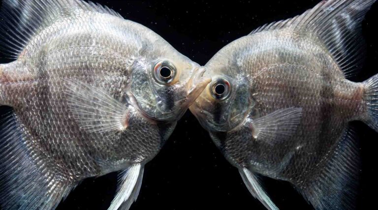 Macro comparison of adult Angelfish mouth gape size versus deep-bodied Harlequin Rasbora dorsoventral depth in a freshwater aquarium. Nano Fish for Predator Tanks: 10 Species That Outsmart