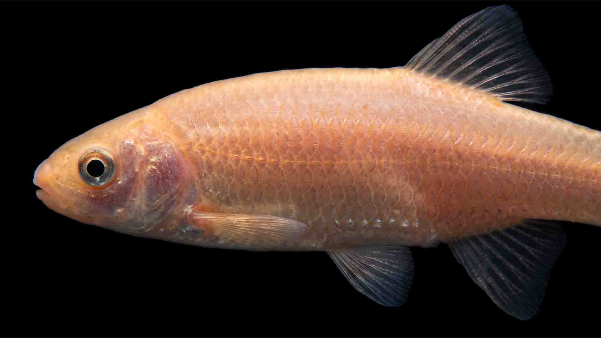 Rosy Red Minnow Pimephales promelas carrier of Spring Viraemia of Carp SVC rhabdovirus