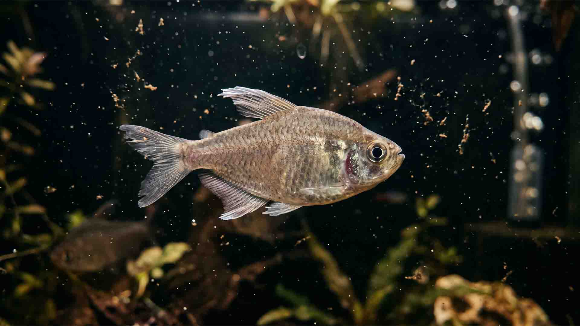 10 Little-Known Aquarium Fish That Thrive Alone (Stop Forcing Schools) Schooling tetras displaying clamped fins and stress behavior in a confined aquarium space
