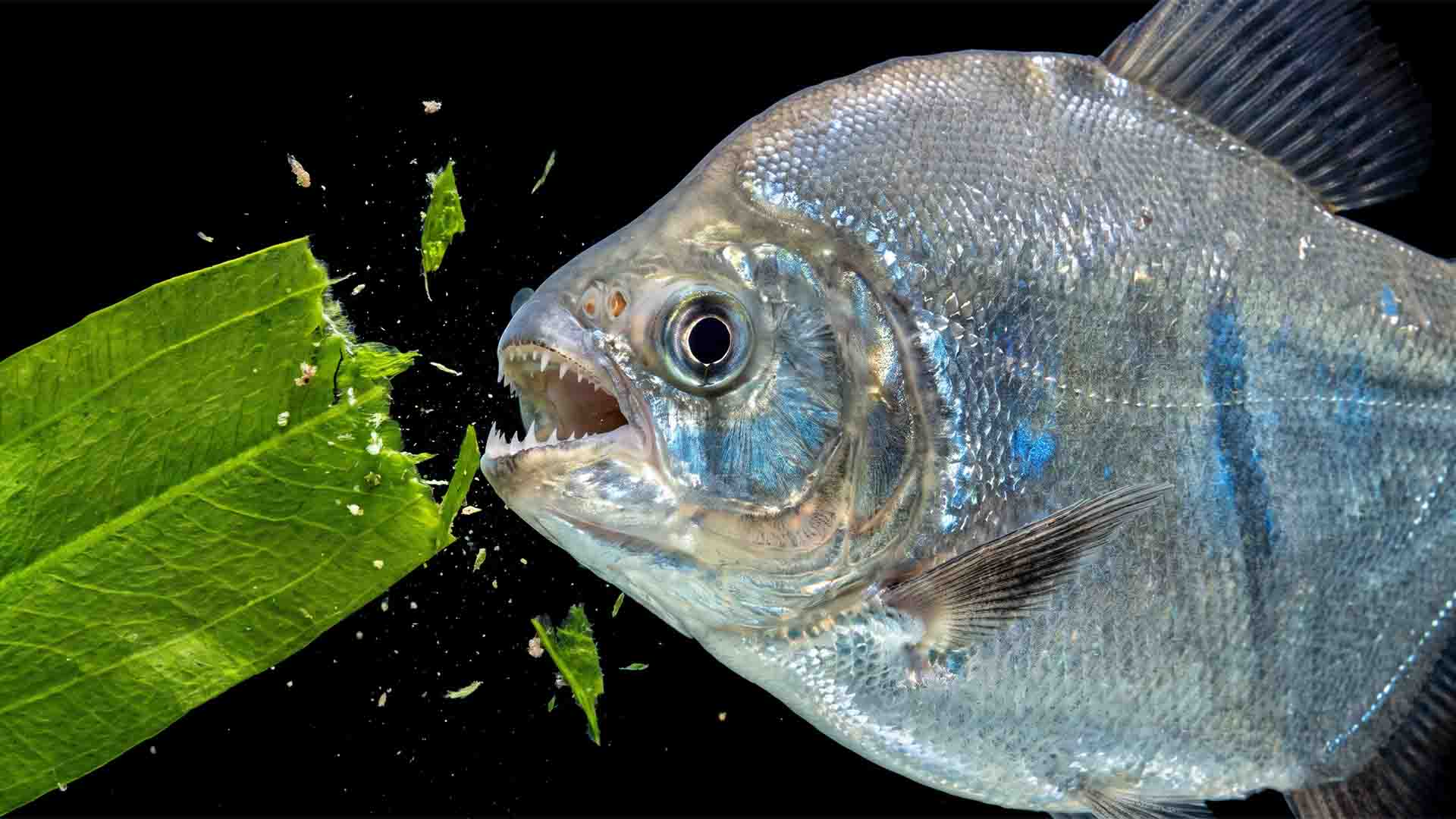 Silver Dollar Metynnis argenteus eating live aquatic plants in a destroyed planted aquarium