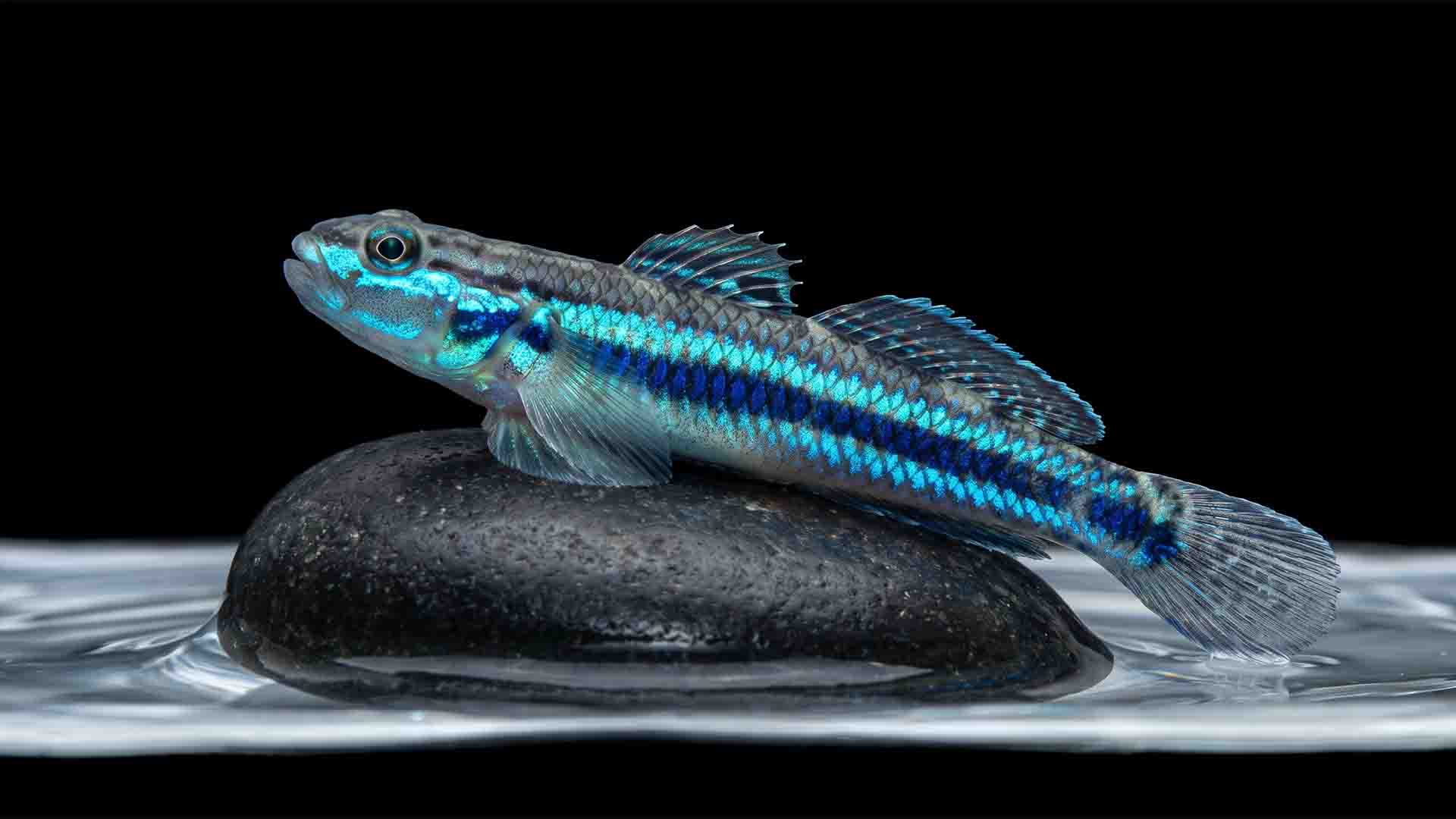 Male neon blue Stiphodon goby perched on a river rock grazing biofilm in high-flow water.