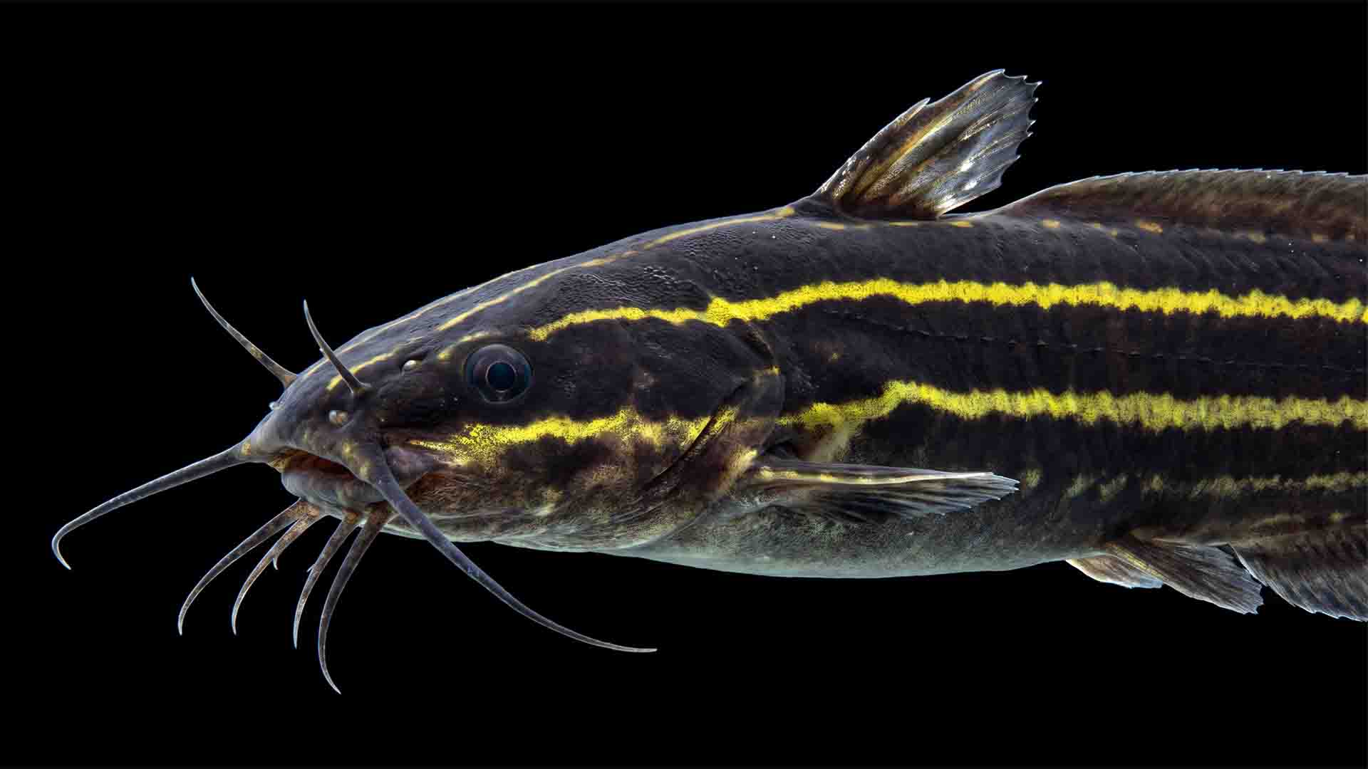 Striped Eel Catfish Plotosus lineatus showing venomous serrated dorsal spine and crinotoxin mucus layer