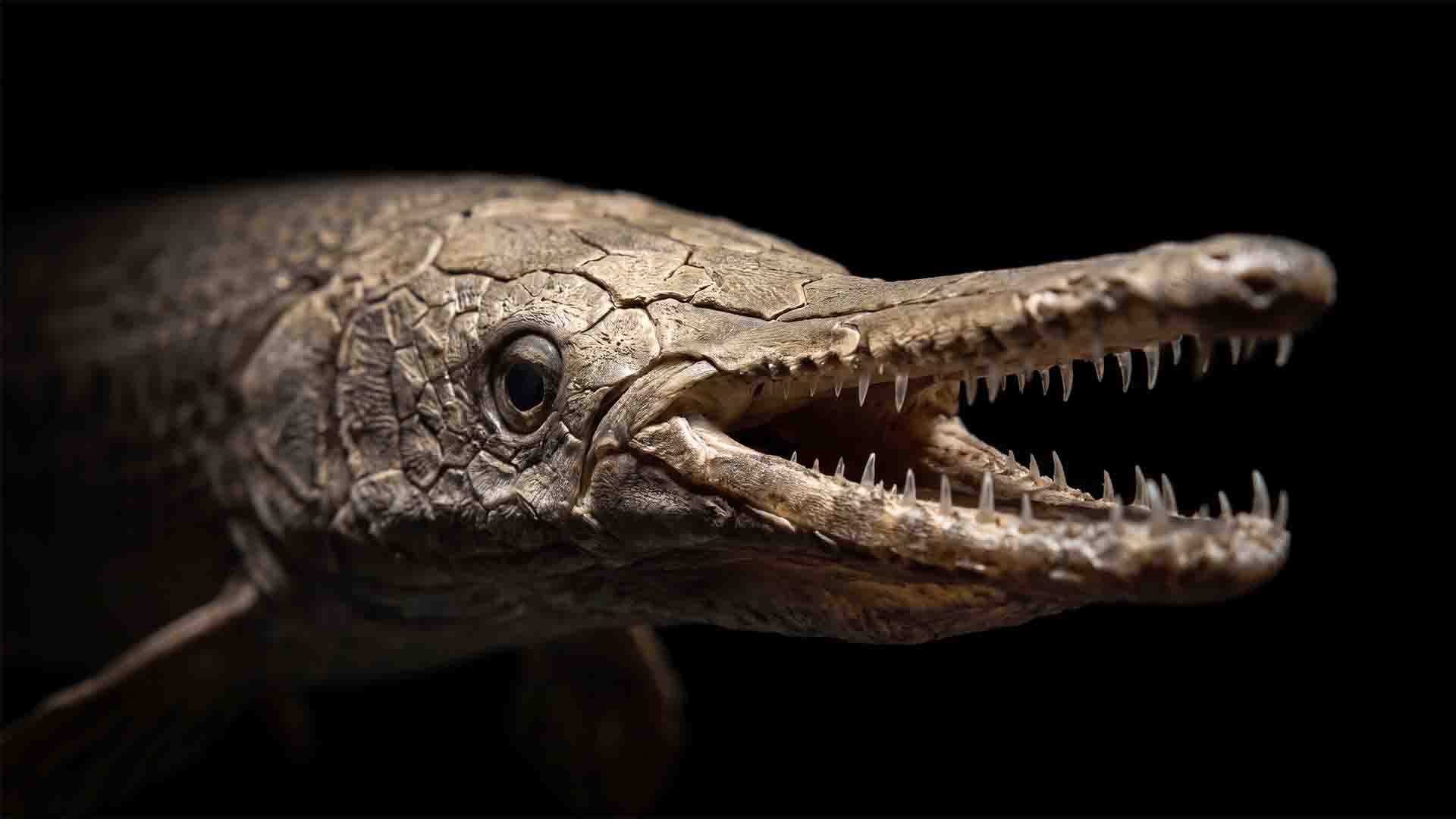 Temperate Spotted Gar Lepisosteus oculatus displaying interlocking diamond ganoid armor scales in cold water