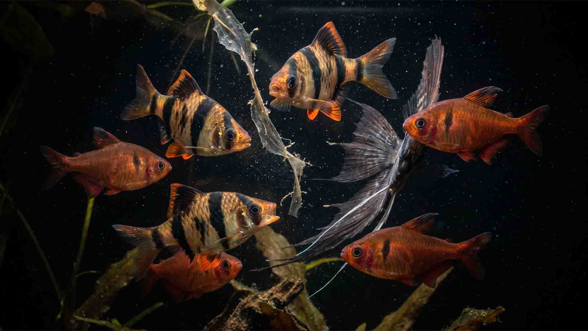Aggressive community fish tiger barb and serpae tetra nipping long fins of community tankmates