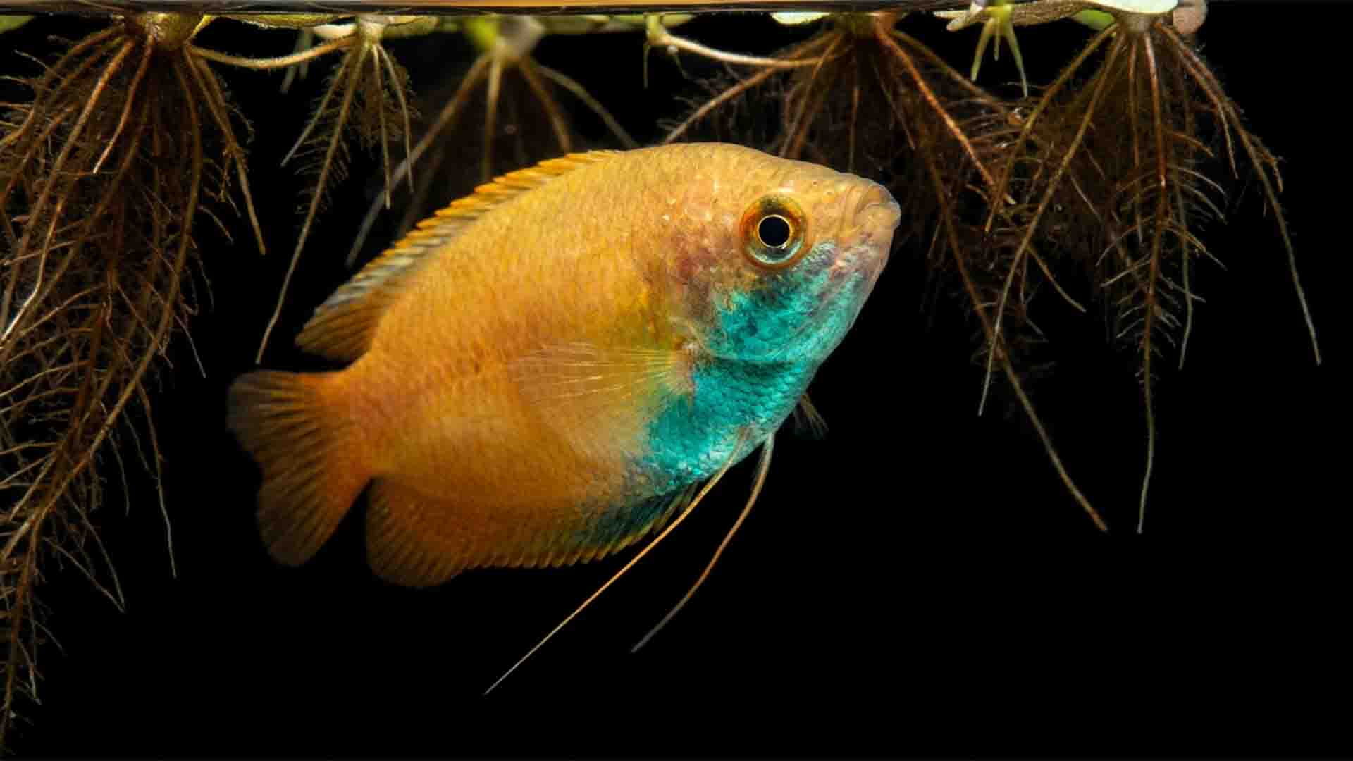 Male True Honey Gourami (Trichogaster chuna) displaying radiant amber coloration and intact mucosal tissue in an aquarium