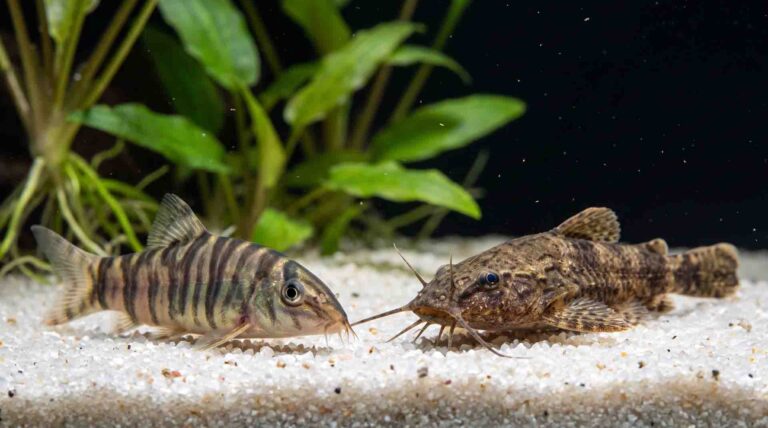 Ten underrated bottom dwellers swimming above natural quartz sand substrate in a planted aquarium.