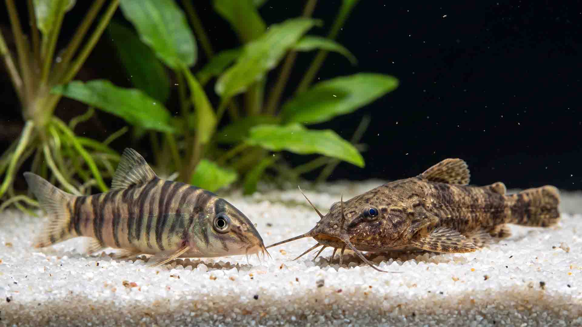 Ten underrated bottom dwellers swimming above natural quartz sand substrate in a planted aquarium.