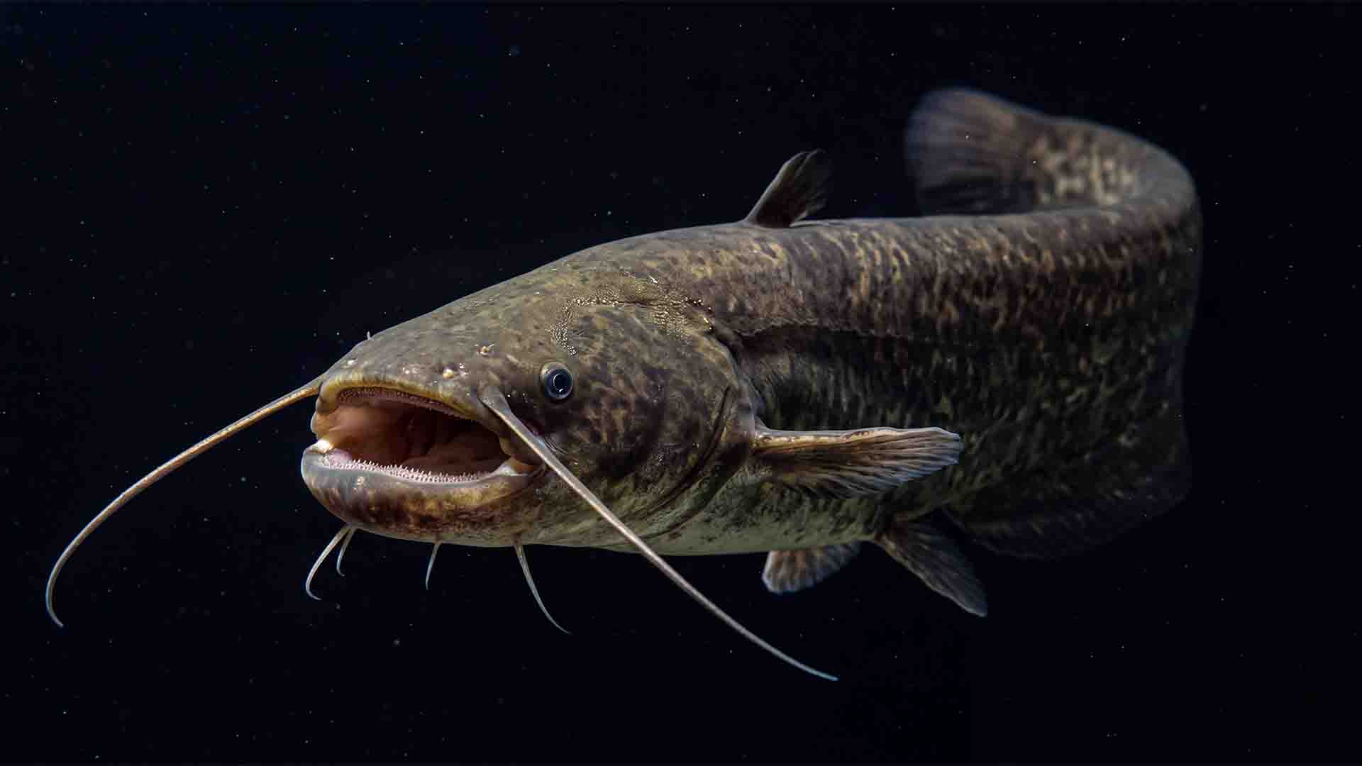 Illegal Fish to Own in the US: 10 Banned Species Wels Catfish Silurus glanis apex freshwater predator illegal in the United States under biosecurity laws