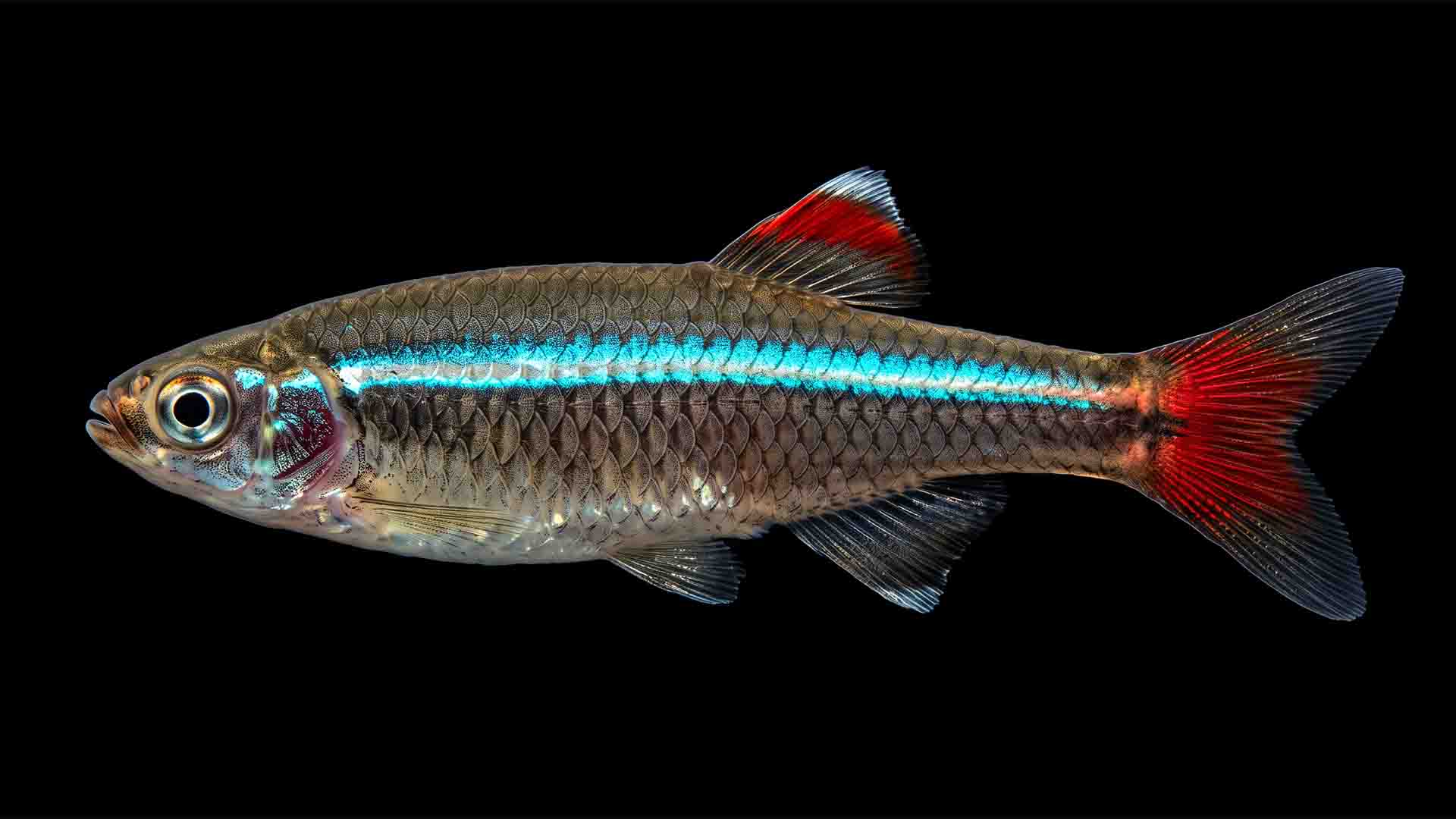 White Cloud Mountain Minnow exhibiting vivid iridescent lateral stripe and crimson fin tips