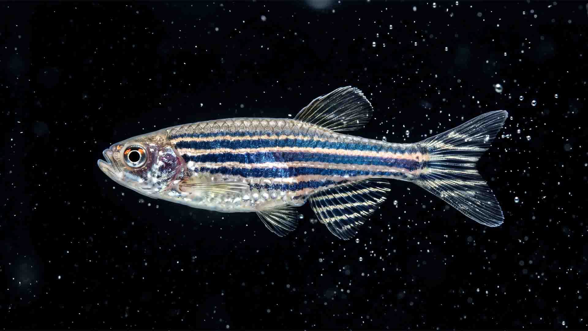 Zebra Danio swimming at high speed showing sharp blue and silver horizontal stripes